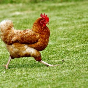 Chicken Jerky