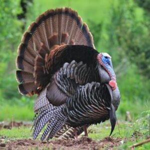 Turkey Jerky